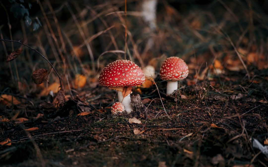 Prudence face aux champignons