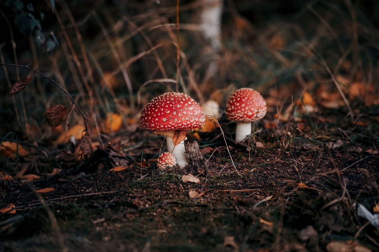 champignon toxique