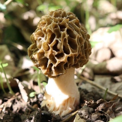 morilles communes morilles communes