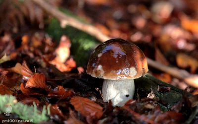 Le prix des cèpes : tout savoir