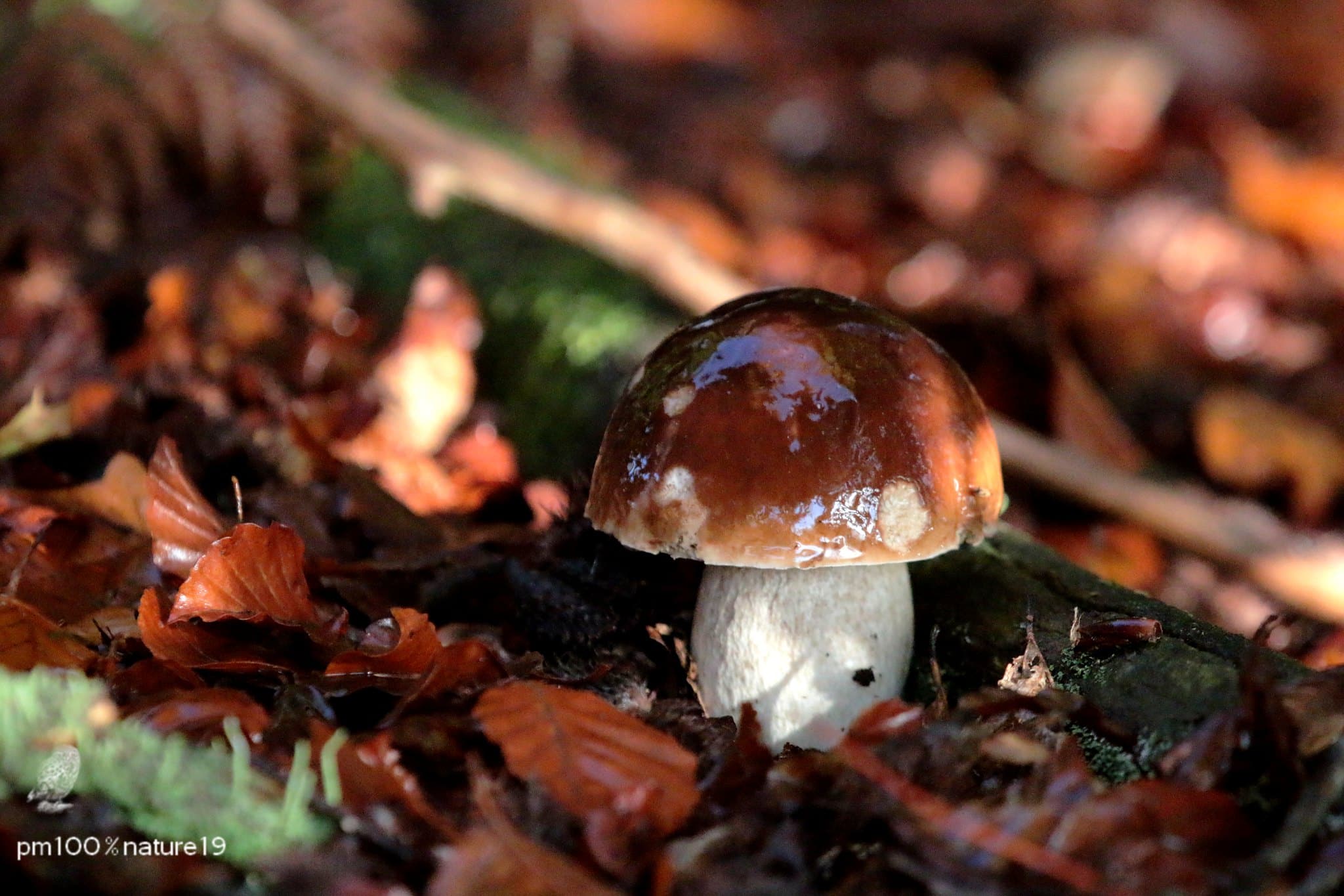 cepes