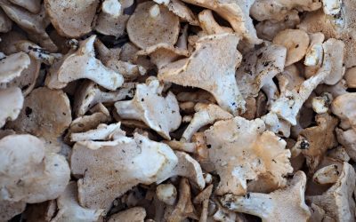 Le prix des pieds de mouton : tout savoir