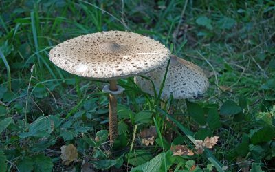 Le prix des coulemelles : tout savoir