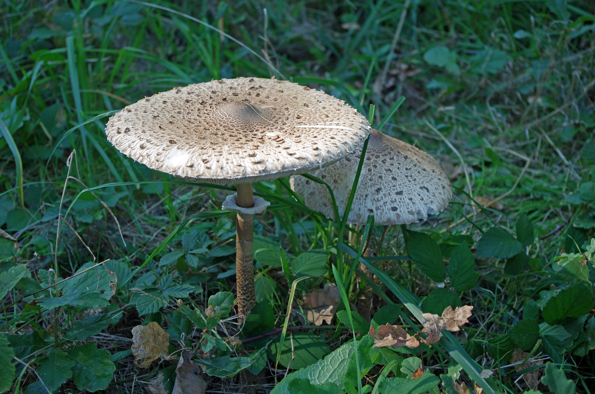 coulemelles