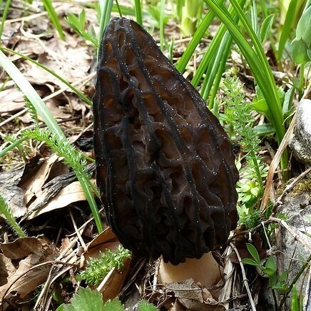 morilles noires morilles noires