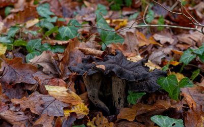 Le prix des trompettes de la mort : tout savoir