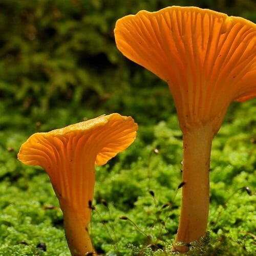 girolle commune girolle commune