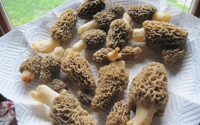 Le prix des morilles : tout savoir