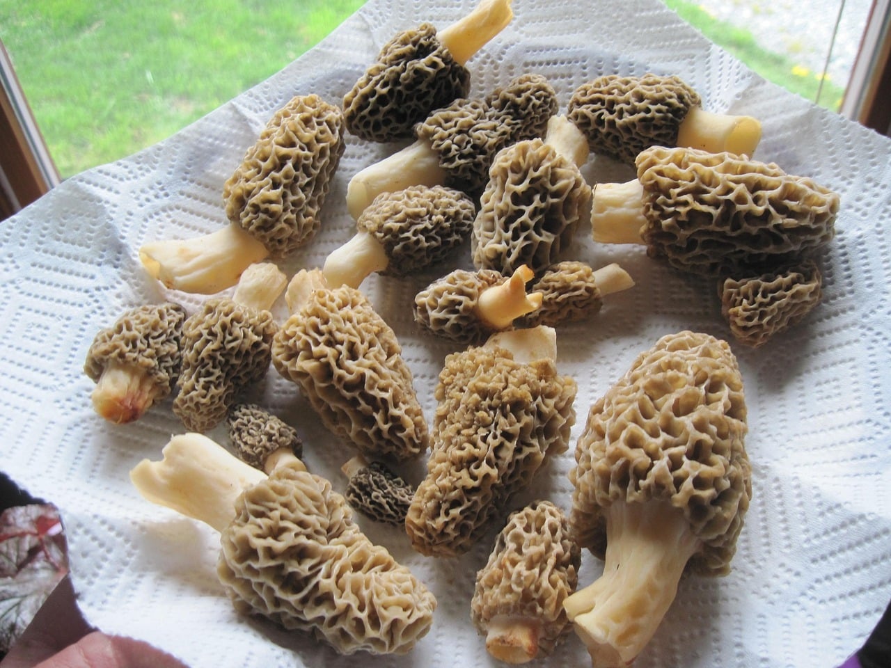 morilles cueillis