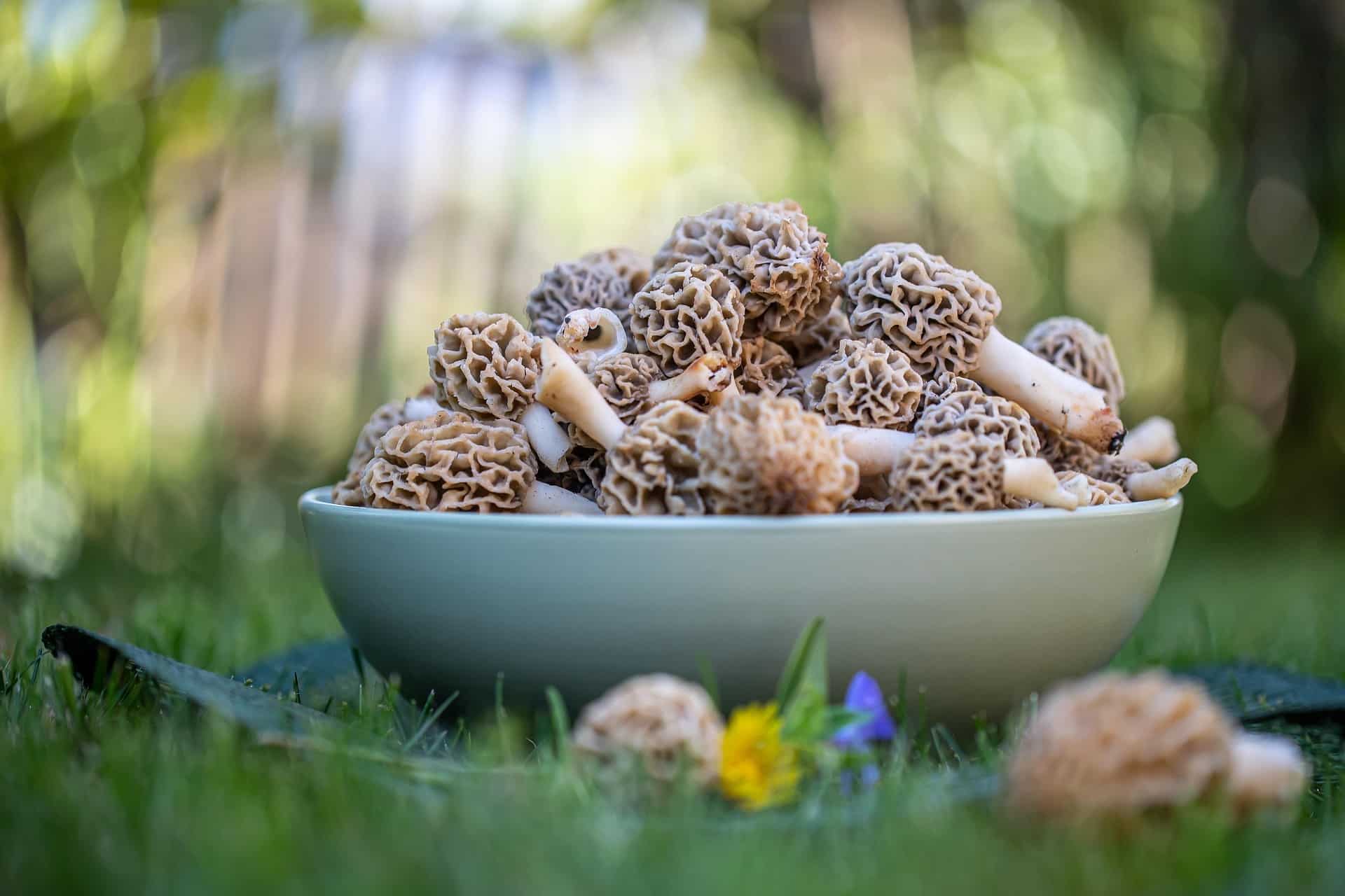morilles morilles