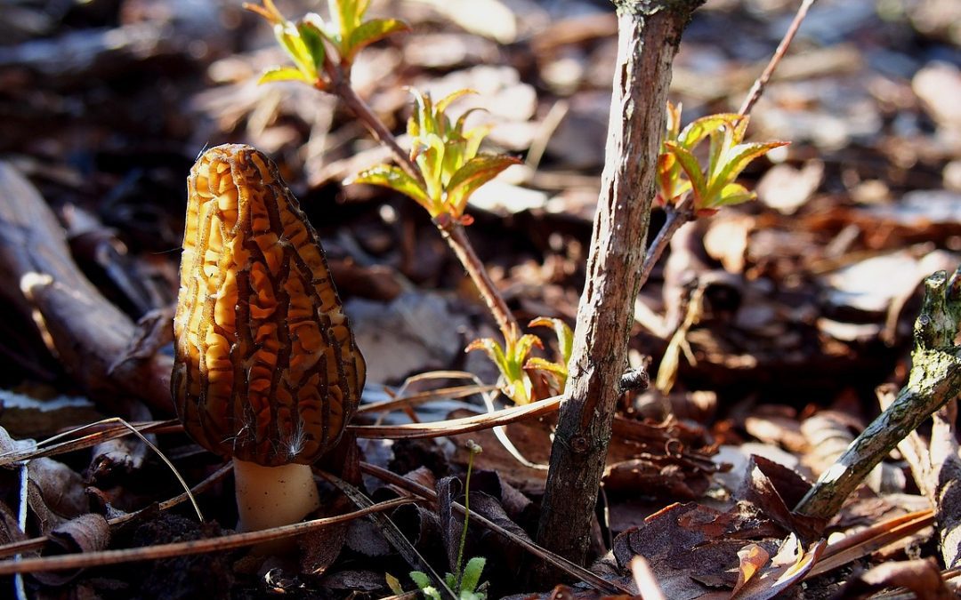 La saison des morilles : tout savoir