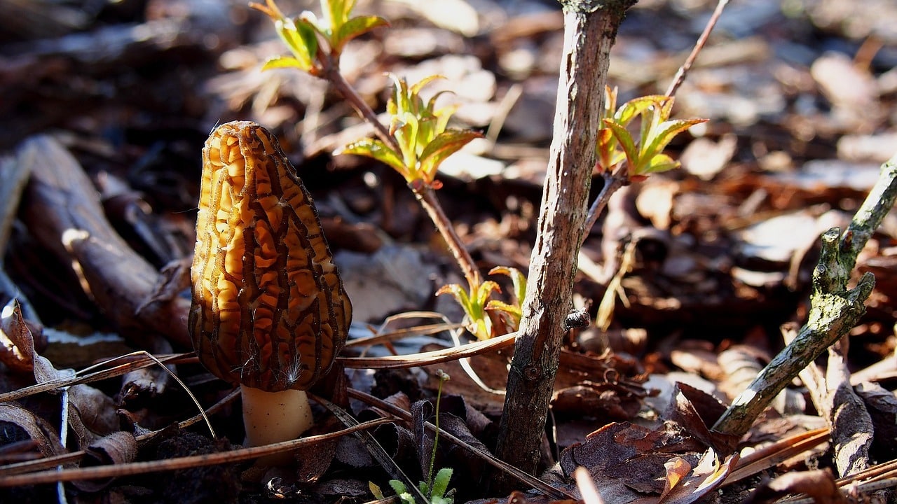 morilles fôret