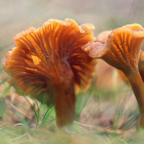 girolle odorante girolle odorante