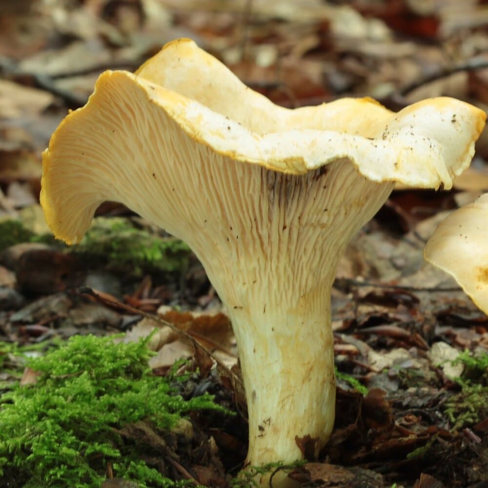 girolle pâle girolle pâle