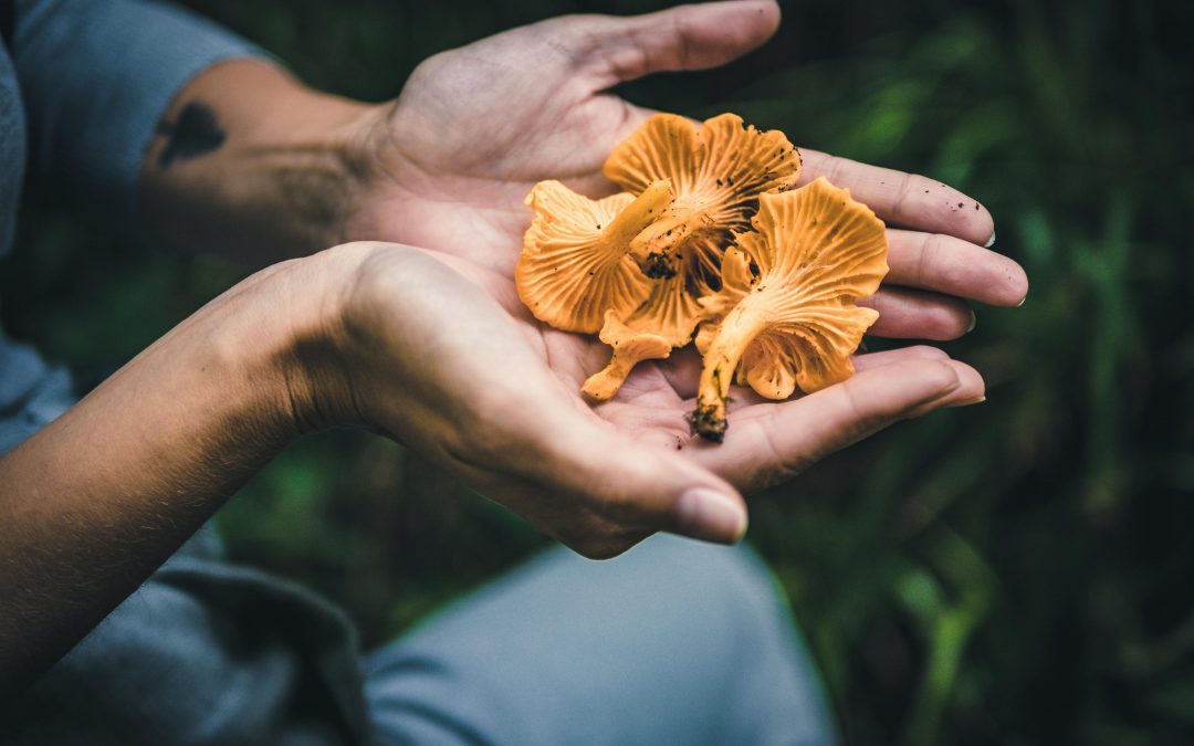 Le prix des girolles : tout savoir