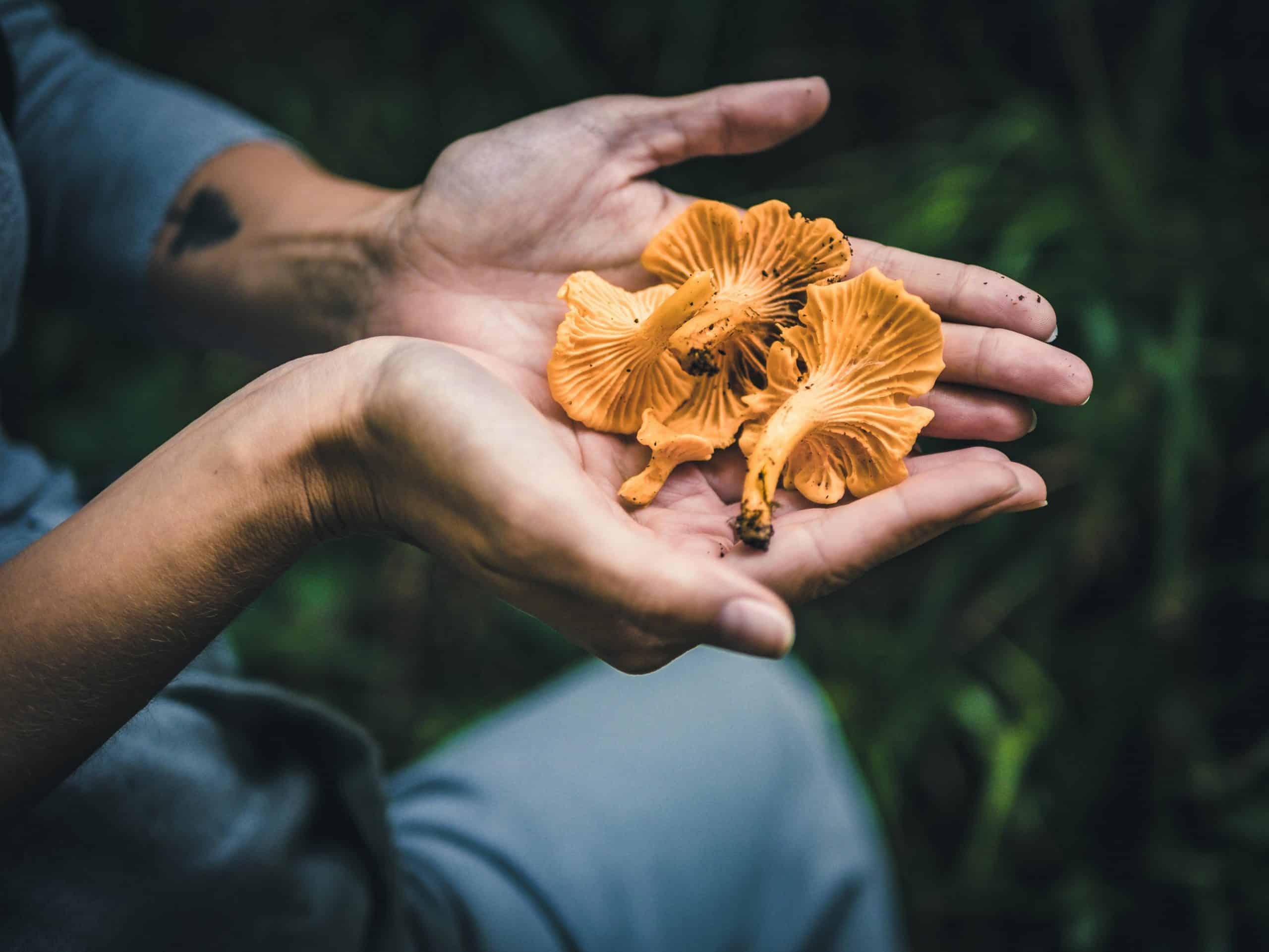girolles dans la main