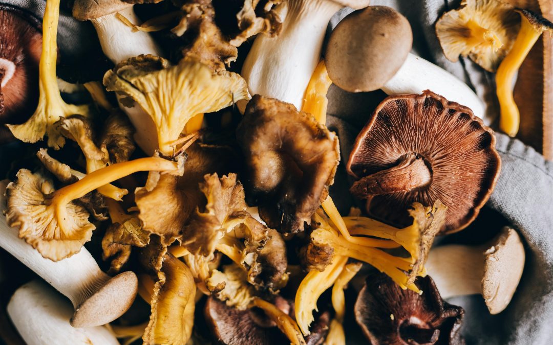 Girolle ou chanterelle ?