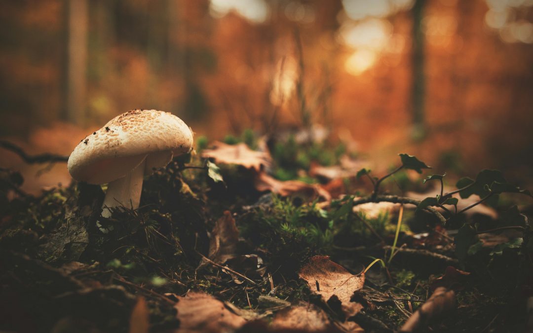 Les champignons comestibles des bois