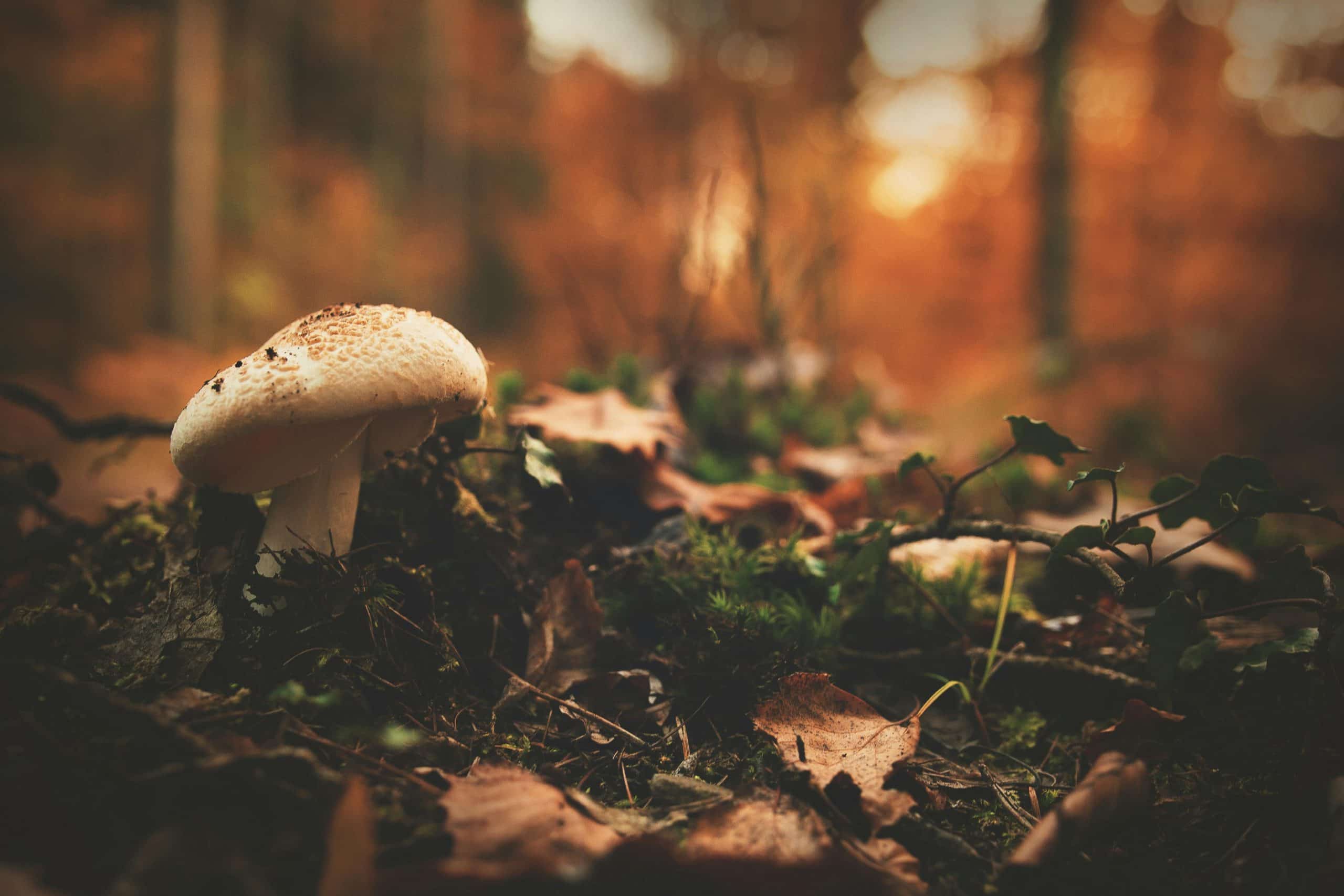 champignons des bois
