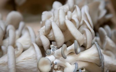 Le prix des pleurottes : tout savoir