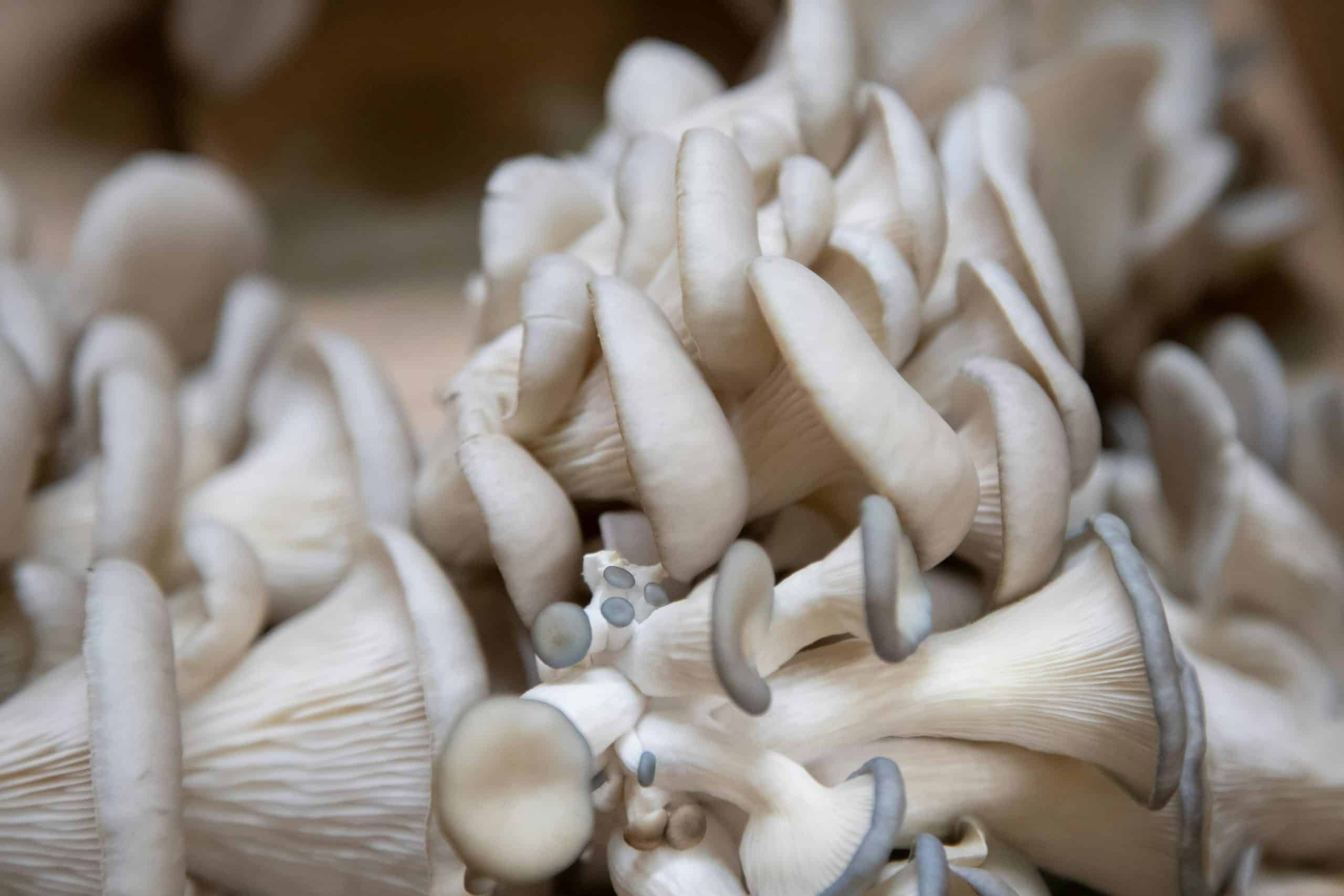 pleurotes
