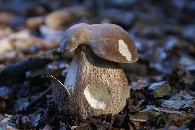 Le cèpe d’été : tout savoir