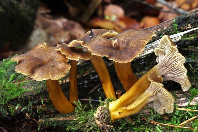 La chanterelle en tube : tout savoir