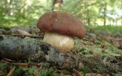 Le cèpe des pins : tout savoir