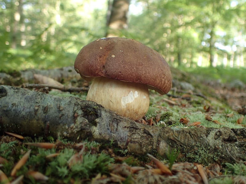 ​Le cèpe des pins : tout savoir