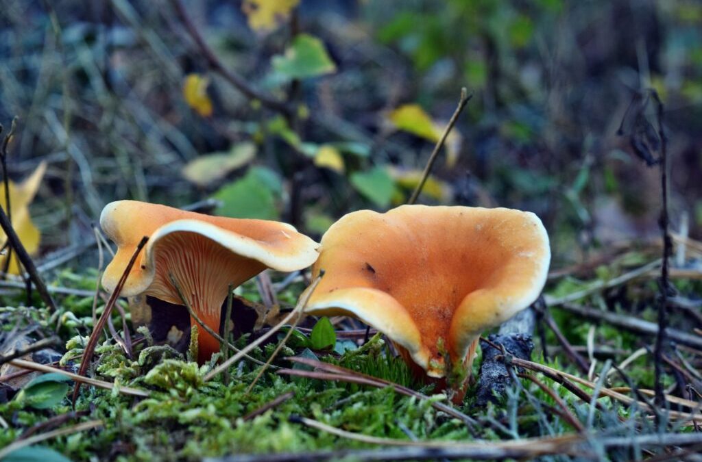 Identifier la fausse girolle