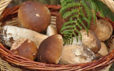 La saison des cèpes : tout savoir