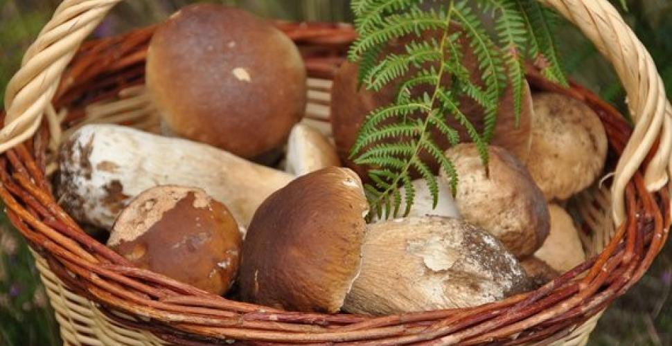 La saison des cèpes : tout savoir