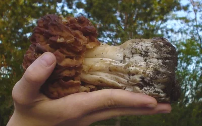 Identifier la fausse morille