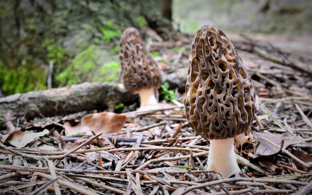 Où trouver des morilles ?