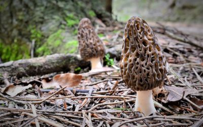 Où trouver des morilles ?