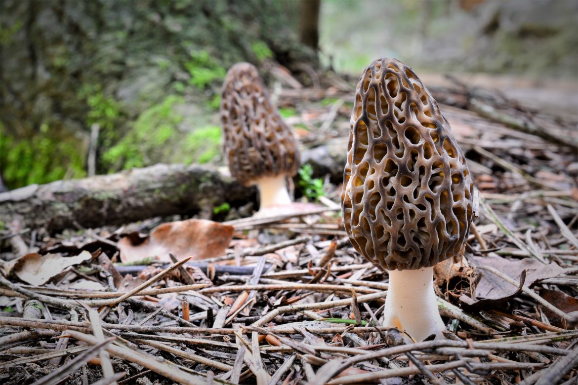 morilles des bois