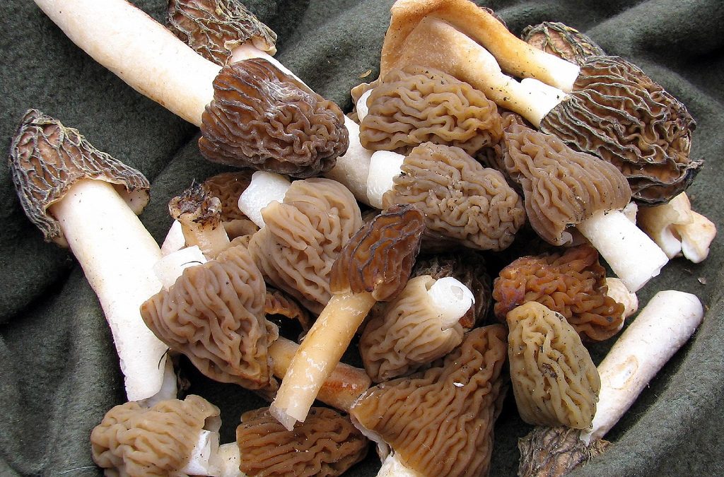 Comment réhydrater les morilles séchées ?