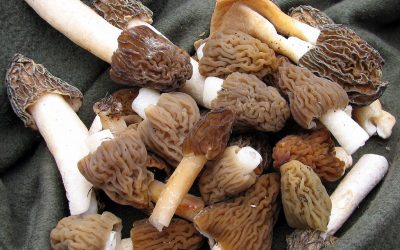 Comment réhydrater les morilles séchées ?