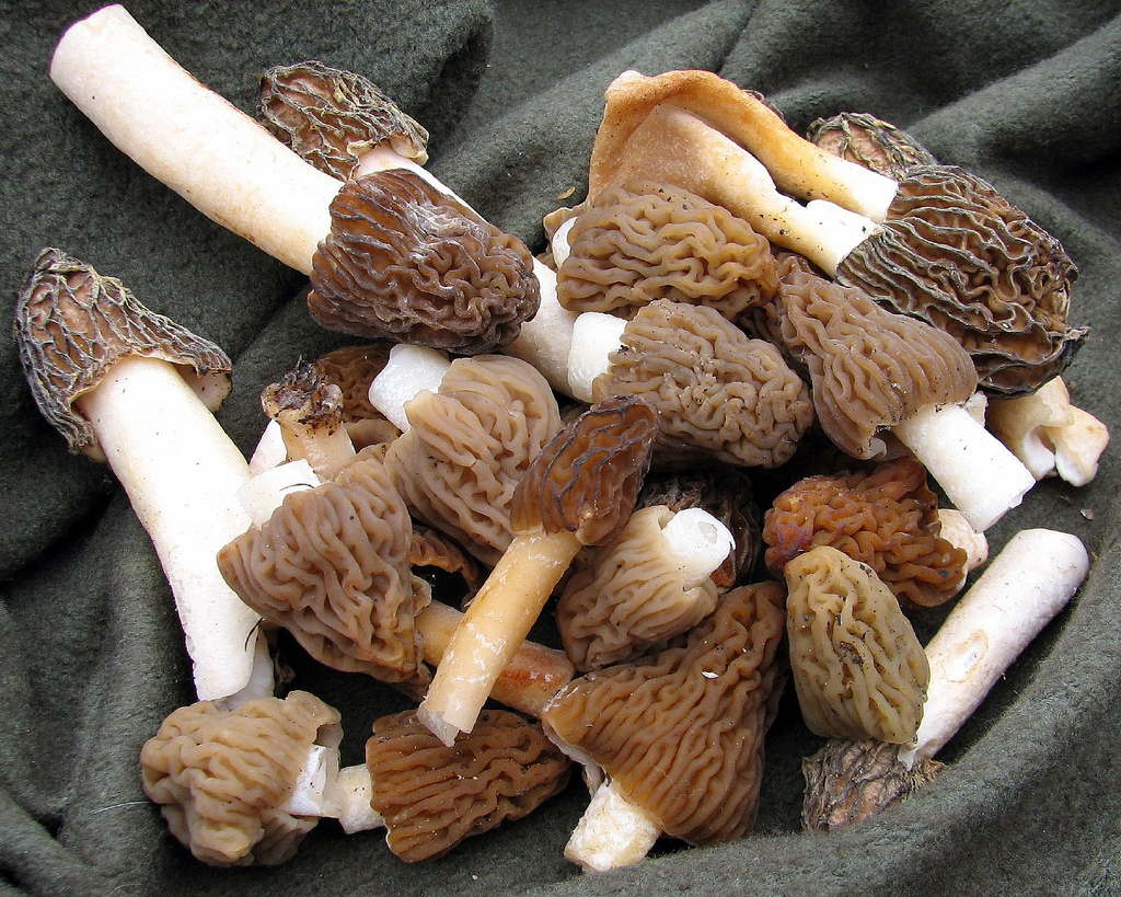 morilles