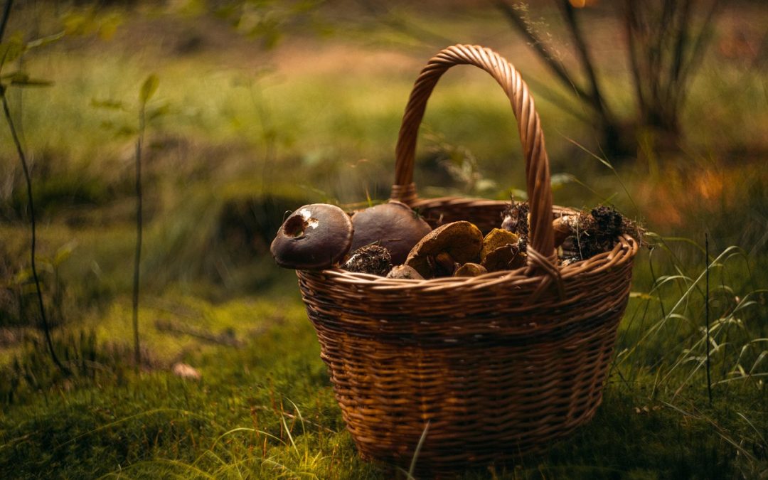 Liste complète des champignons comestibles