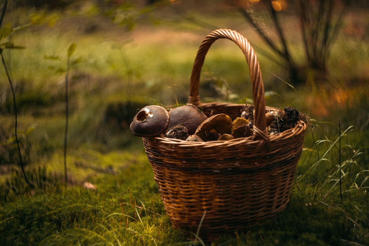 panier champignons