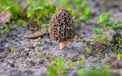 5 indices pour trouver des morilles