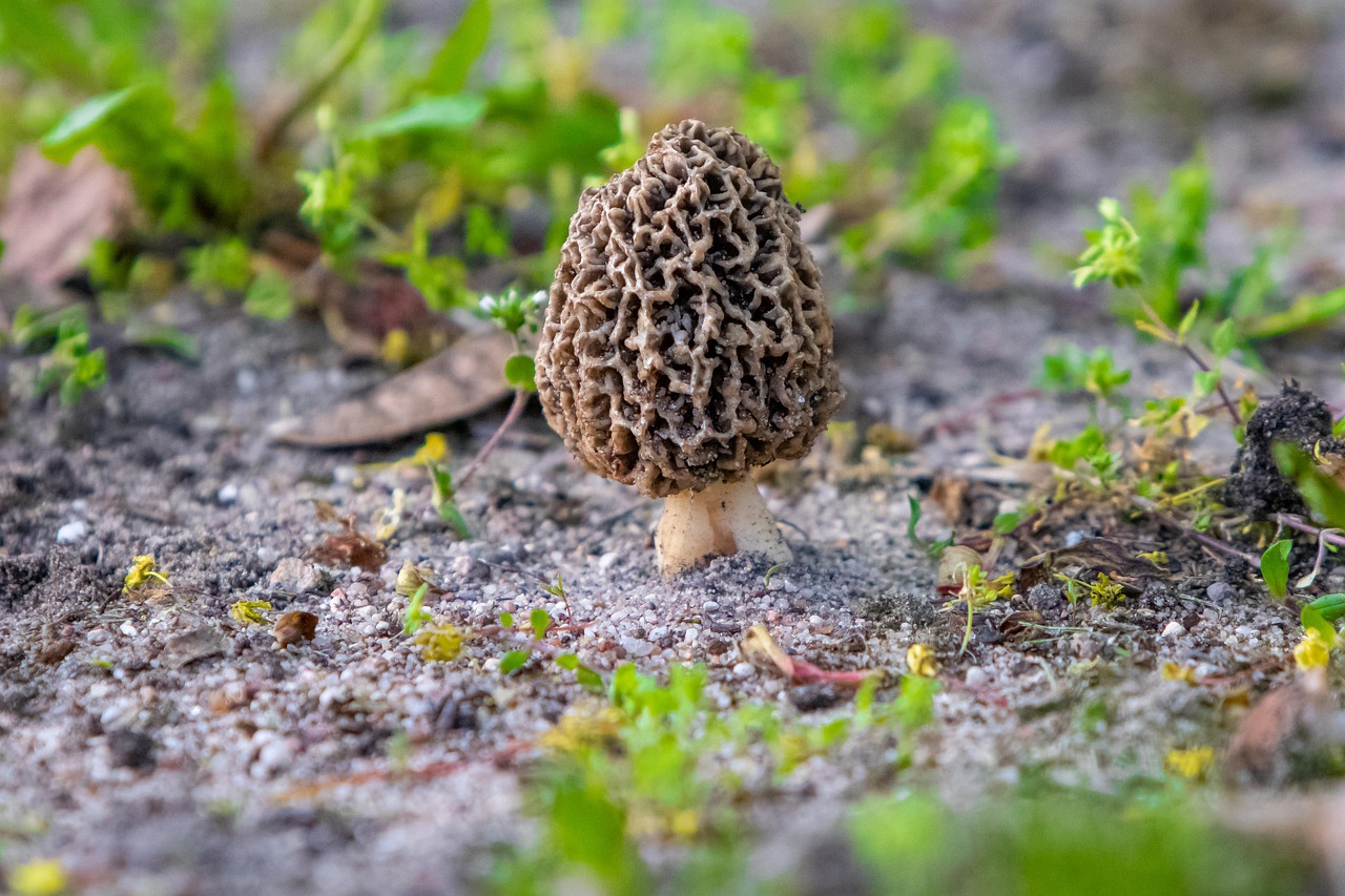 morilles