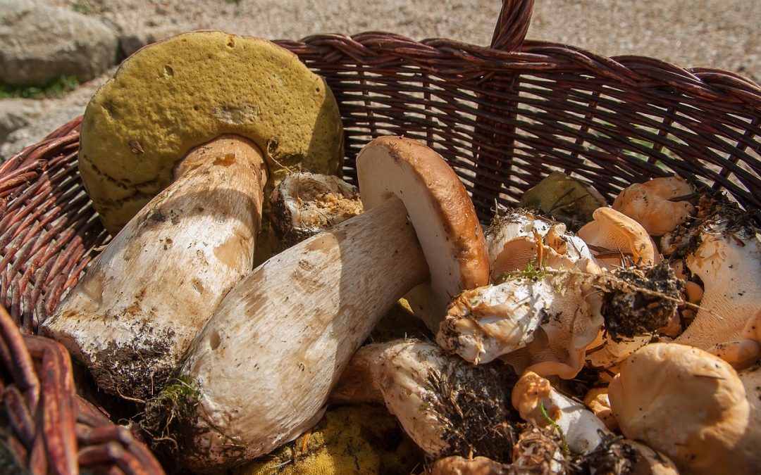 En combien de temps pousse un cèpe ?