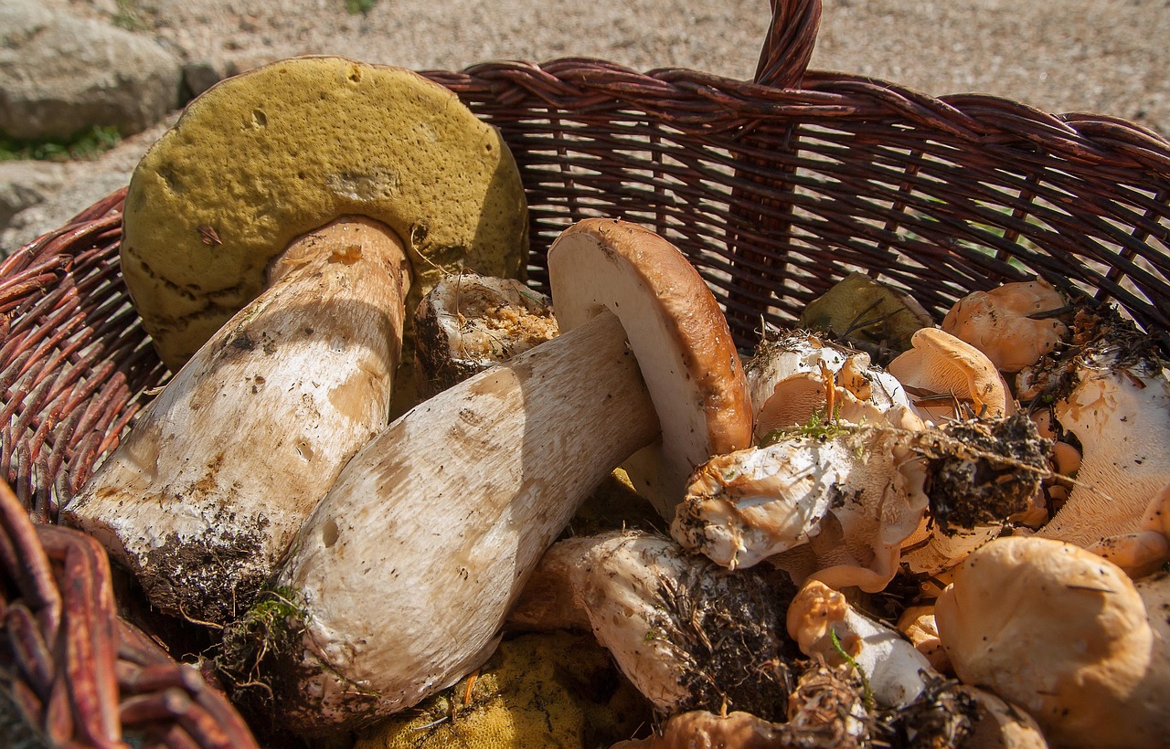 cepes