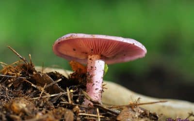 Champignon pied bleu : tout savoir