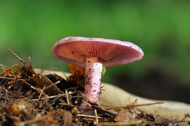 champignon pied bleu
