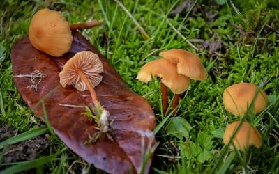 Champignons le mousseron : tout savoir