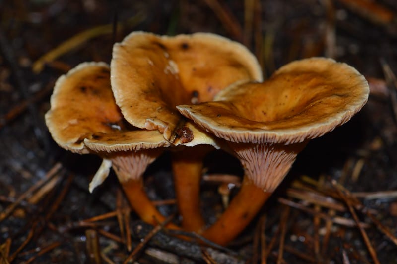 Trouver des girolles autour de moi
