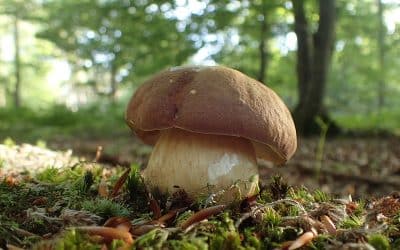 Le cèpe des pins est-il comestible ?